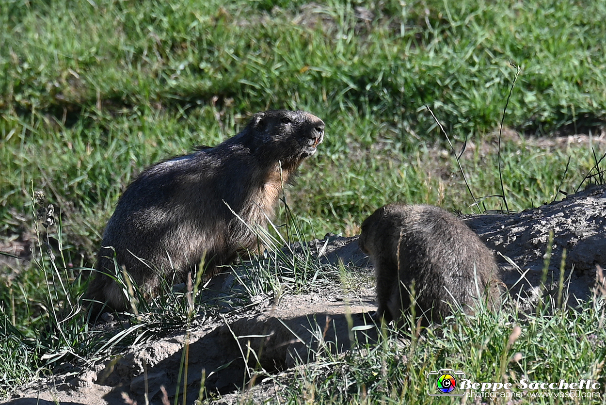 VBS_1 -  Plateau du Mont-Cenise, Grand Croix, Marmotte_-_0055 mt.jpg